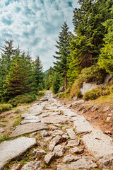 Fototapeta na wymiar Empty hiking road. Beautiful mountain trail in pine forest, Karkonosze National Park, Poland.