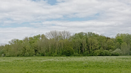 Spring landscape in bourgoyen nature reserve, Ghent, Flanders, Belgium
