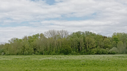 Lush green meadow with trees under a cloudy sky in Bourgoyen nature reserve, Ghent, Flanders, Belgium 