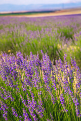Fototapeta premium Lavender Field. Beautiful violet lavender flowers in the lavender garden.