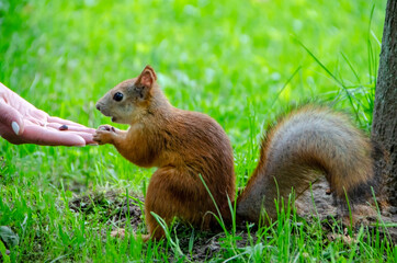 Naklejka na ściany i meble A red squirrel eats nuts from a man's hand in the lower park of Peterhof, St. Petersburg, Russia