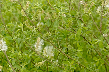 Fluffy white catkins and green leaves on the branches of a pacific willow tree, filled frame. -...