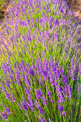 Lavender Field. Beautiful violet lavender flowers in the lavender garden.