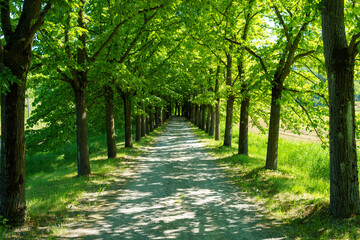 Landscape of Monferrato near Gavi at springtime