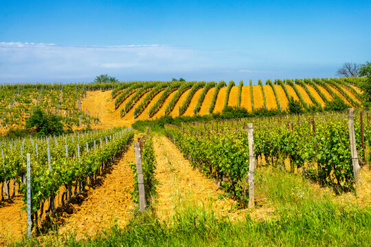 Vineyards of Monferrato near Gavi at springtime