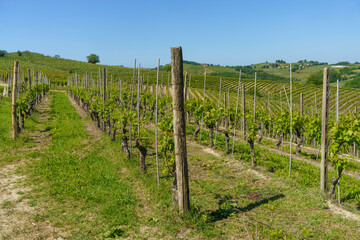Fototapeta na wymiar Vineyards of Monferrato near Nizza at springtime