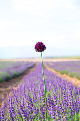 Obraz premium Lavender Field. Beautiful violet lavender flowers in the lavender garden.
