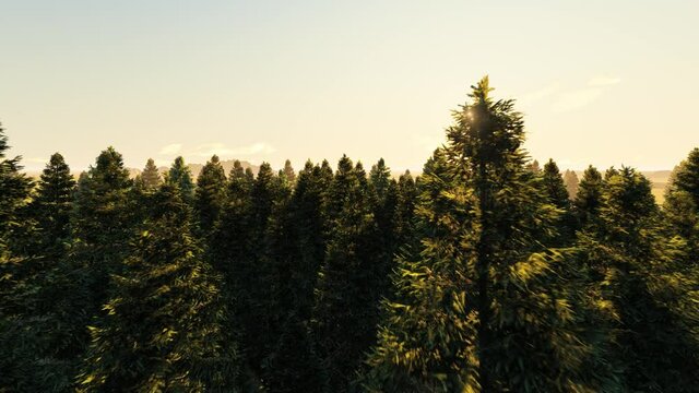 Aerial Cinematic pine forest in winter, shot flying over tree.-3d rendering.