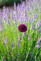 Lavender Field. Beautiful violet lavender flowers in the lavender garden.