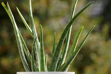 Freisteller einer Aloe Vera Pflanze im Blumentopf