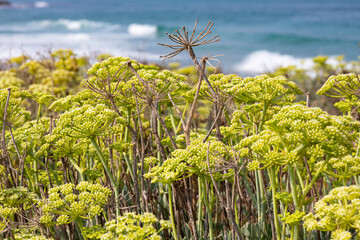 Kritmum flowers on the sandy shores of the Mediterranean Sea closeup. Israel