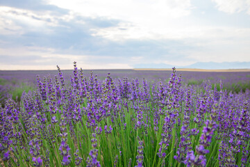 Fototapeta premium Lavender Field. Beautiful violet lavender flowers in the lavender garden.