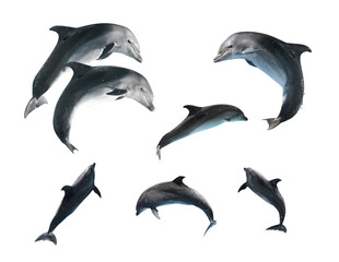 Beautiful grey bottlenose dolphins on white background, collage