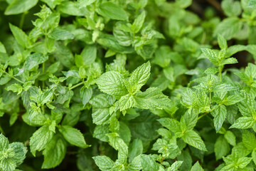 Mint growing in a natural organic garden. Selective focus. © Kozioł Kamila