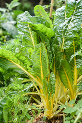 Fototapeta na wymiar Acelga growing in the garden in summer, natural food. Selective focus.