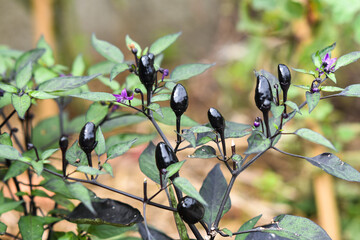 Black chilli pepper blooming summer in garden.