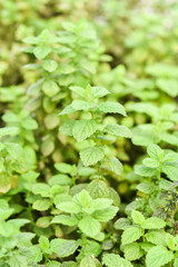 Mint growing in a natural organic garden. Selective focus.