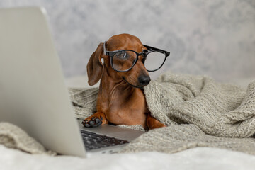 Dwarf sausage dachshund in black glasses covered with a gray blanket works, reads, looks at a laptop. Dog blogger. Home office.