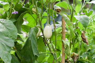 White eggplant growing in the garden in summer. Selective focus.