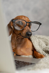 Dwarf sausage dachshund in black glasses covered with a gray blanket works, reads, looks at a...