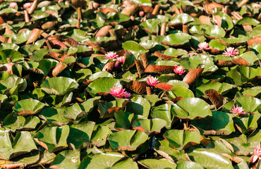 Pink water lilies in the pond
