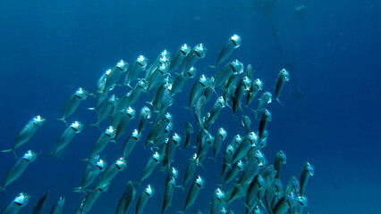 Makrele (Scombridae). Südasiatische Makrele - Indische Makrele - Rastrelliger Kanagurta. Diese...
