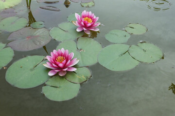 Two pink water lilies in a pond and green water lily leaves