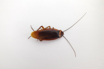 Dead cockroach on white background. Periplaneta americana. Dorsal view