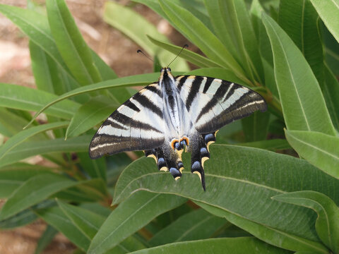 Scarce swallowtail butterfly (Iphiclides feisthamelii) with broken tail above green leaves. Top view