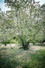 Fototapeta na wymiar apple tree blooming in an orchard-11
