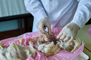 Performing chicken poultry Necropsy by veterinarian. post-mortem dissection