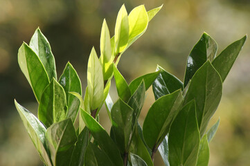Glücksfeder Zamioculcas zamiifolia im Blumentopf auf der Fensterbank