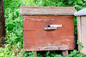 Old wooden brown beehive. Ecological apiary in the forest and in nature. Home for bees. Dead insects. Natural healthy honey. Beekeeping. Life in the village. Farmery. Unique professions and jobs. 