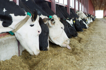 cow, farm, animal, cattle, agriculture, grass, calf, cows, dairy, milk, field, livestock, meadow, mammal, nature, farming, pasture, rural, animals, black, head, country, holstein, herd, countryside