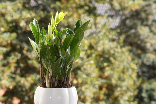 Gl&uuml;cksfeder Zamioculcas zamiifolia im Blumentopf auf der Fensterbank