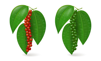 Two sprigs of black pepper plant (ripe, unripe) with fresh green and red fruits (peppercorns) and leaves. Realistic vector illustration. Isolated on white background.
