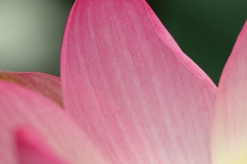 Water lily in zoo in Stuttgart in germany in summer.