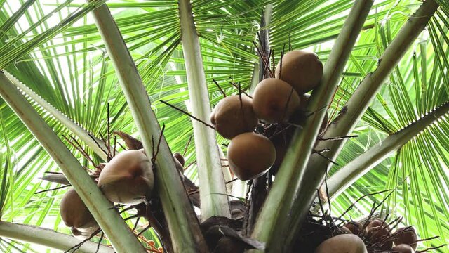Bunch many fresh raw organic orange king whole coconuts on coconut tree 4K video footage harvest in coconut palm plantation. lot of coco farm Kerala India Sri Lanka, tender coconut nutritious beverage