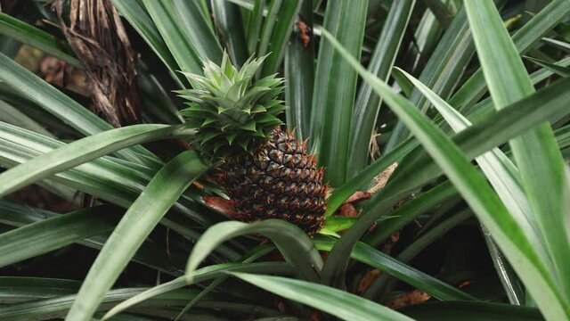 Fresh organic ripe pineapple fruit on plant in plantation farm agriculture land 4K video footage Kerala India. Home farm garden in the backyard.