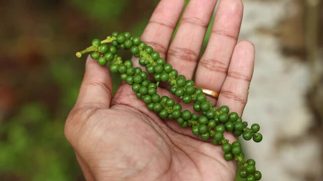 Close-up Farmer man holding fresh organic green pepper in hand Indian spices 4K video footage Wayanad Kerala India Piper nigrum food ingredient masala flavoring herb Ayurveda Black pepper Black gold. 