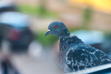 A pigeon is sitting on the windowsill on the other side of the window glass
