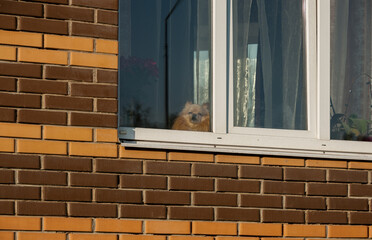 The dog behind the glass window sits on the windowsill and looks at the street