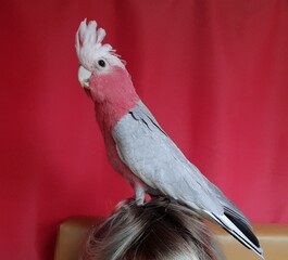 red parrot on a branch