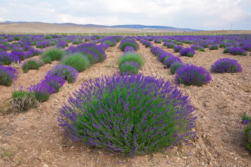 Lavender Field. Beautiful violet lavender flowers in the lavender garden.