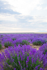 Obraz premium Lavender Field. Beautiful violet lavender flowers in the lavender garden.