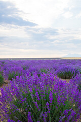 Plakat Lavender Field. Beautiful violet lavender flowers in the lavender garden.