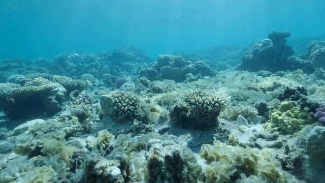 Once beautiful coral reef is overgrown with algae as a result of eutrophication (increase organic matter in the sea water) Brown alga Peacock's Tail (Padina pavonica) covered bottom and corals. 