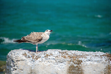 Young gull standing on a wall