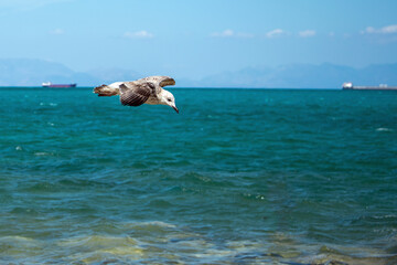 Fototapeta premium Gull flying over the sea