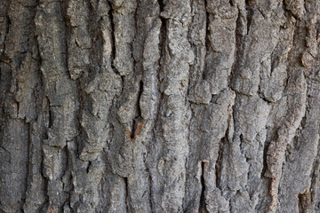 Naklejka premium Textur Eichenrinde